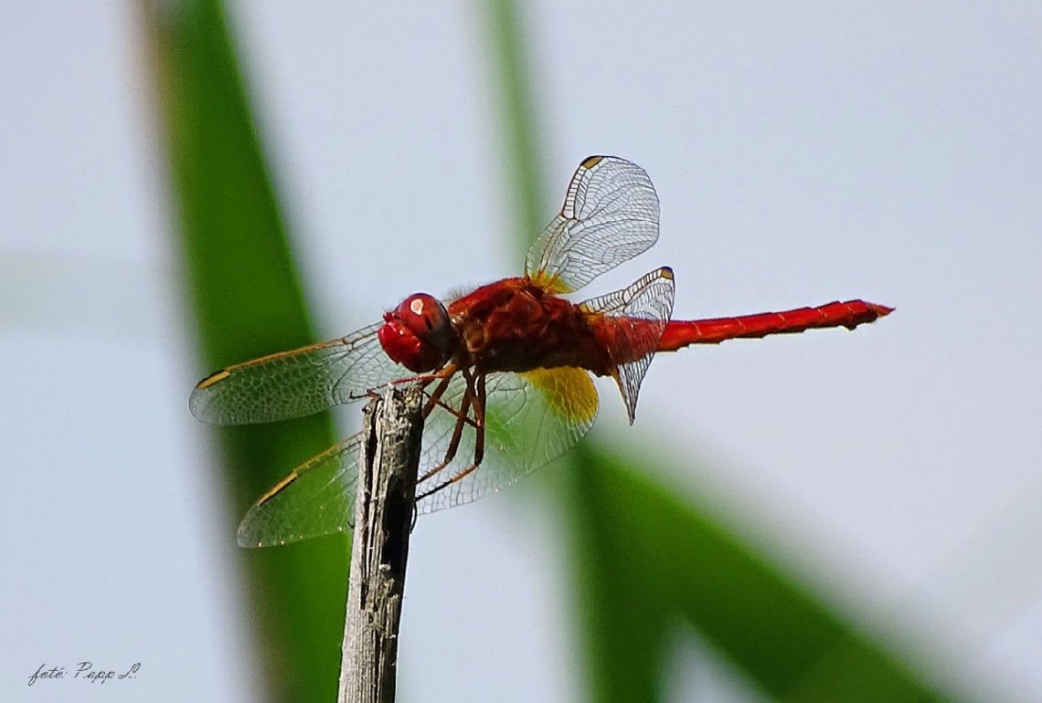 Red dragonfly.