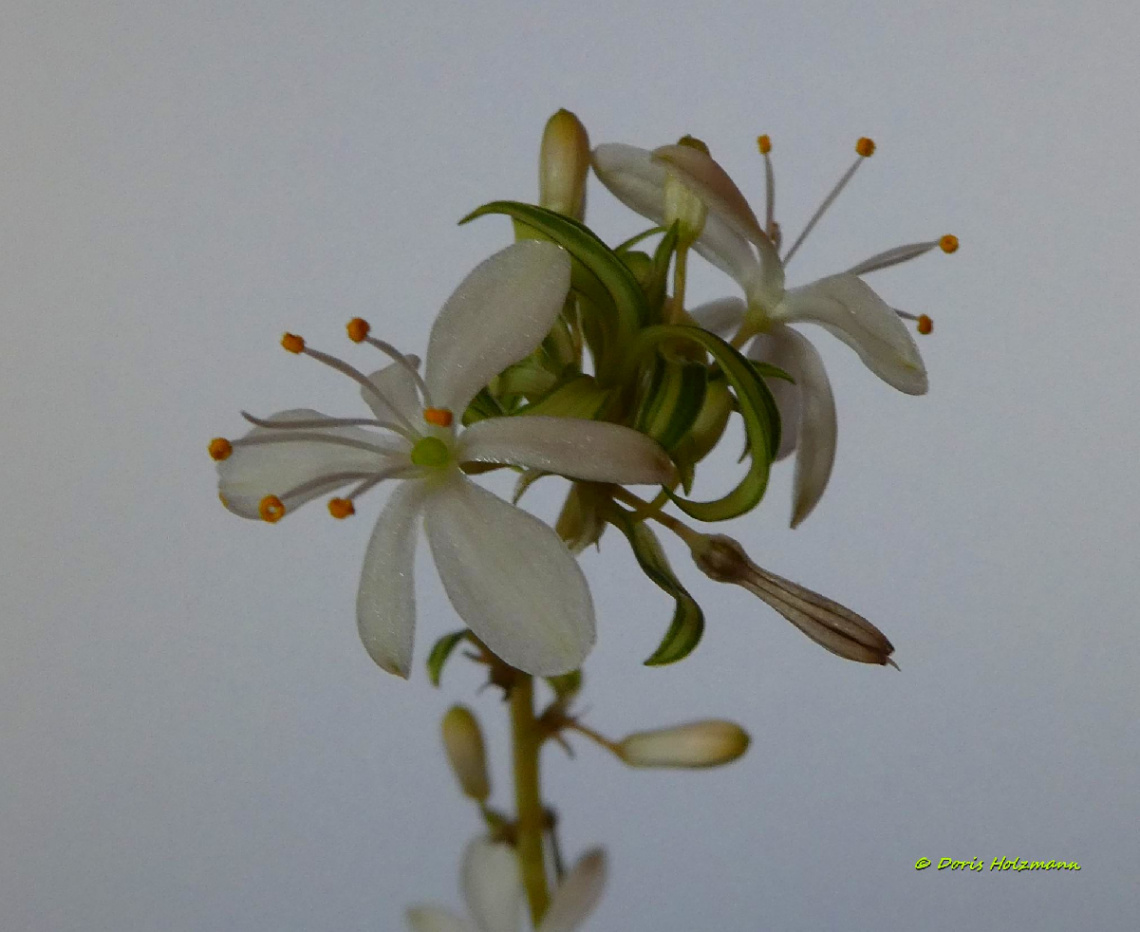 green lily - Chlorophytum comosum 