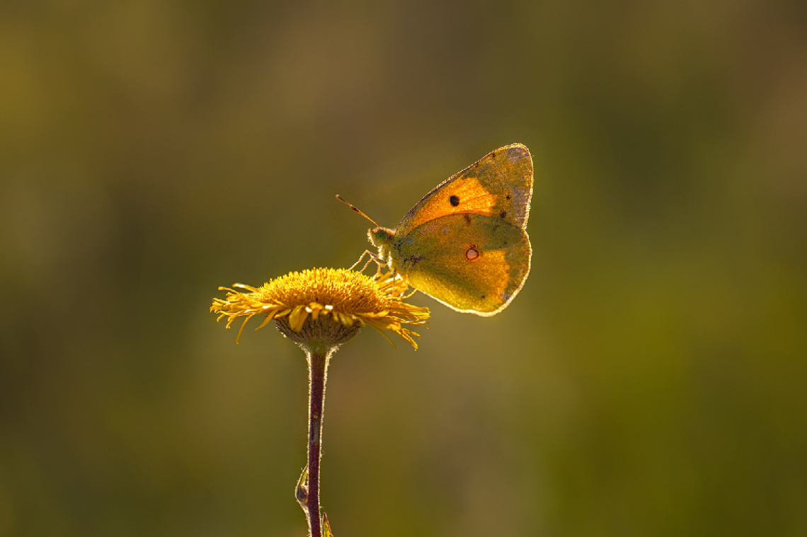 Sarı Azamet - Kelebek