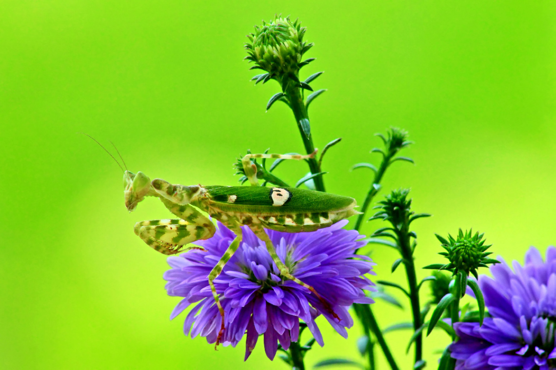 mantis and flower