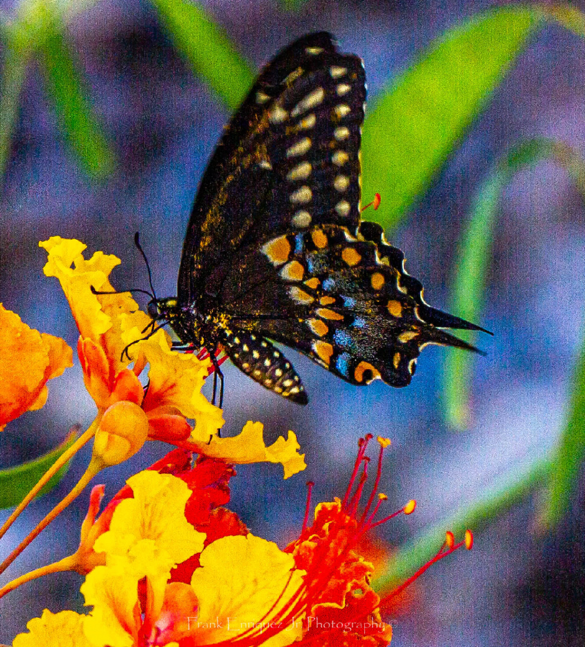 An Arizona Butterfly