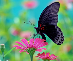 butterfly hitam