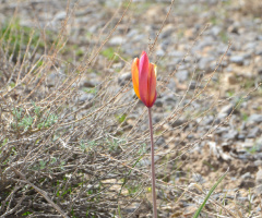 Wild Tulip 