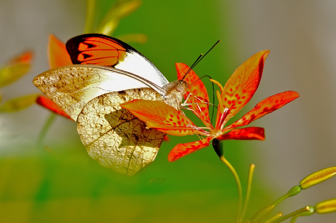 butterfly and flower