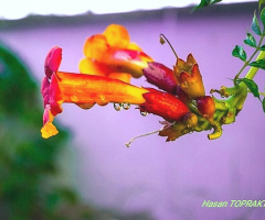 Raindrops & Flower