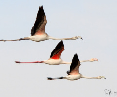 Flamingo(Allı Turna)