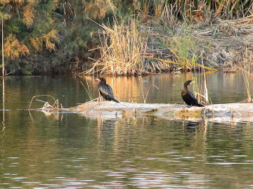 Cormorants at our pond 