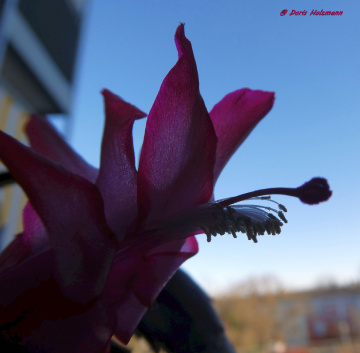 Flowering of the Christmas cactus