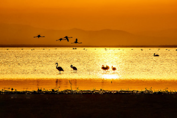 Flamingolarla Gün Batımı