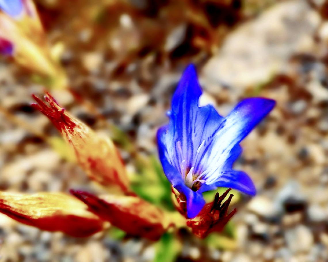 Wild, Chiltan Valley flower