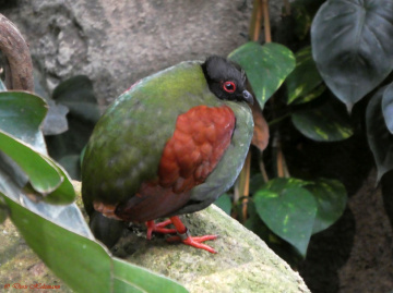 crested partridge (Rollulus rouloul)