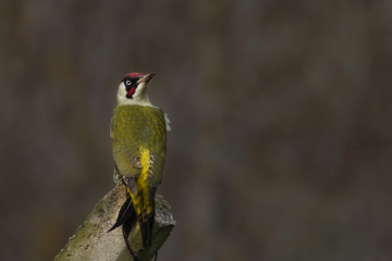 Yeşil ağaçkakan (European Green Woodpecker » Picu)
