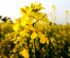 Mustard Bloom