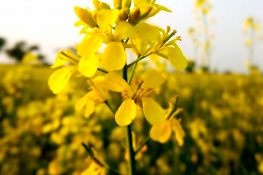 Mustard Bloom