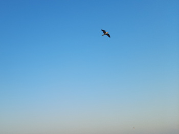  A bird flying across Blue Sky 