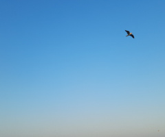  A bird flying across Blue Sky 