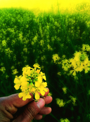 Mustard Field in bloom 
