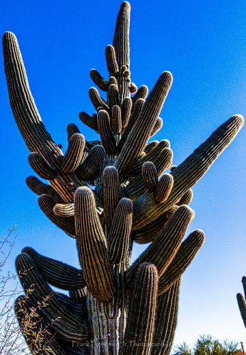A Sonoran Desert Saguaro Cactus