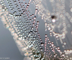 Macro Cobweb