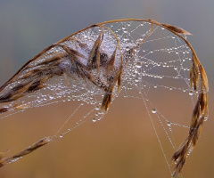 Spiderweb with morning dew