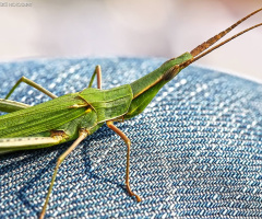 Grasshopper - Çekirge