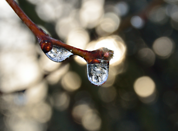 Little Ice World - Frozen Morning Dew Drops
