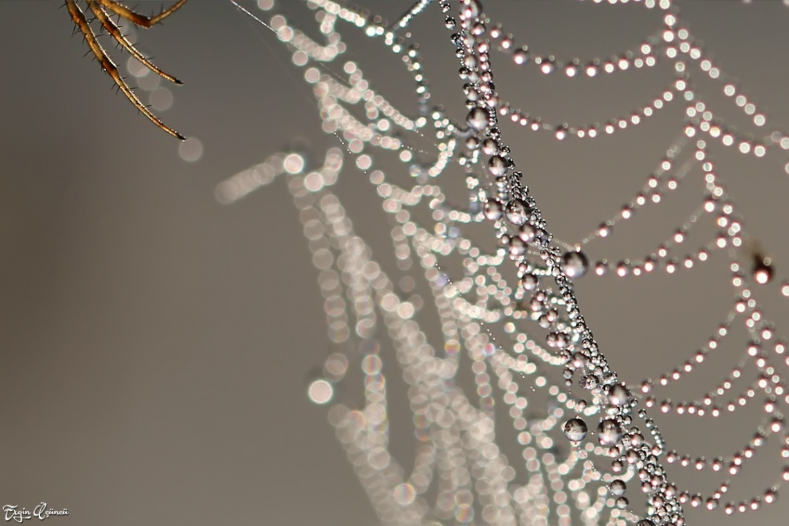 Macro Cobweb - Örümcek Ağı