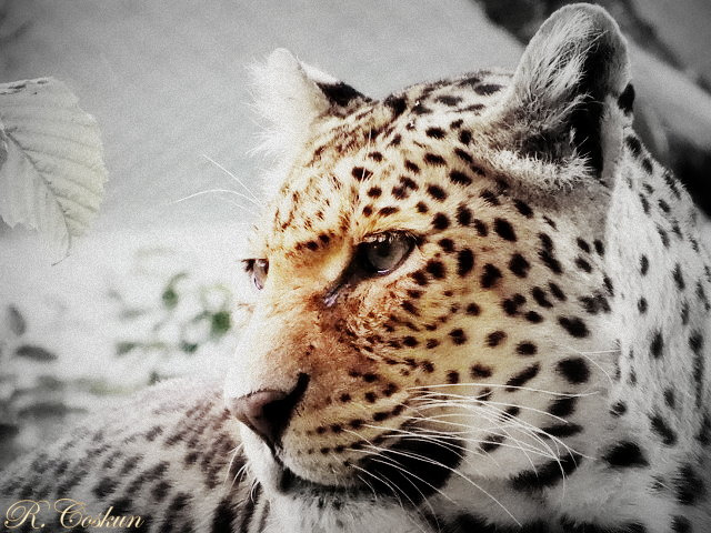 ....beautiful leopard....