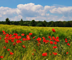 Summertime - red poppies time