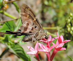 Long Tailed Skipper Butterfly