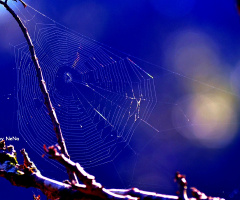 Spider  web