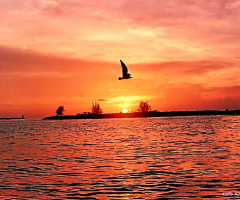Sunset and Seagull
