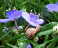 Snail and Spiderwort