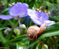 Snail and Spiderwort