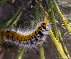 Caterpillar Macro
