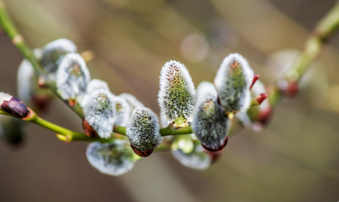 Catkins on Salix - Sign of Spring