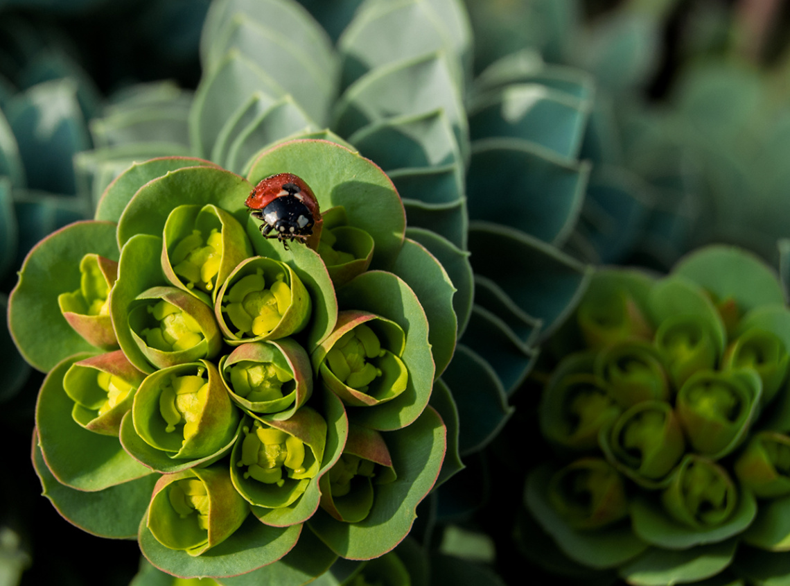 Ladybug Sunbath