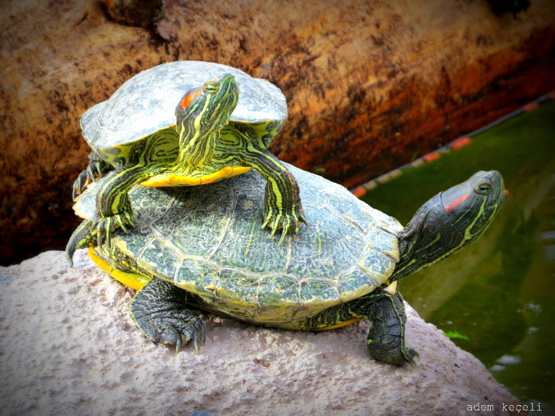 ninja turtles :)