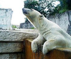 Eisbär im Karlsruher Zoo