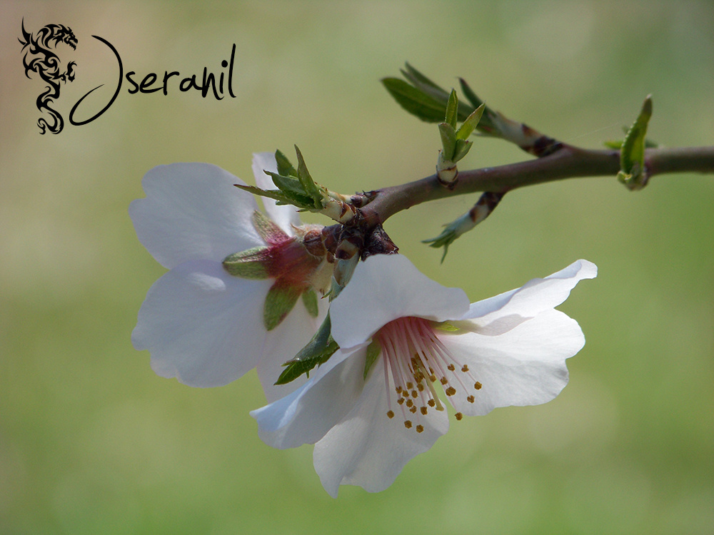 The almond blossom