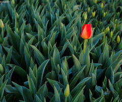 Impatient tulips