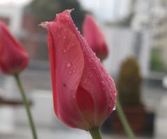 Manisa Lalesi (tulipa orphanidea)