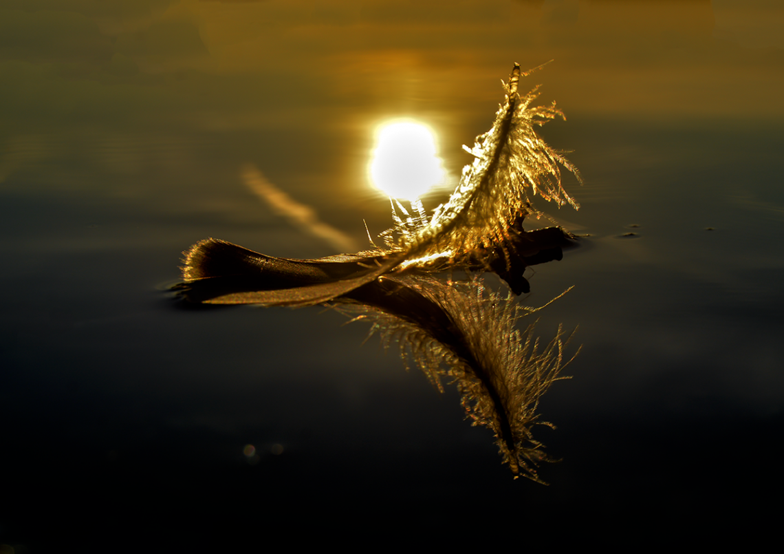 Little feather swimming on a sea - sunset reflection