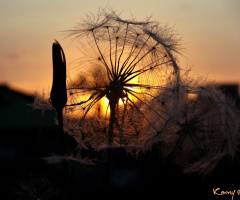 Dandelion & sunset  in a different way