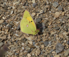 Sarı Azamet / Colias crocea