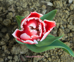 Lale Çiçeği