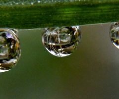 Dew Drops Refracting
