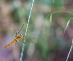 Golden Dragonfly