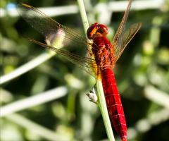  Red Dragonfly 