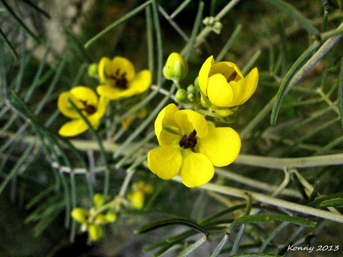 little yellow flowers 